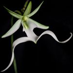 001-rare-ghost-orchid-charleston-wv crop.jpg