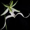 001-rare-ghost-orchid-charleston-wv crop.jpg