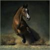 Beautiful-Horses-001.jpg