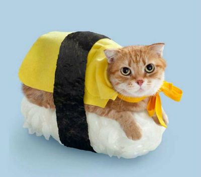 Japanese_Sushi_Cat2