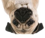 Pug