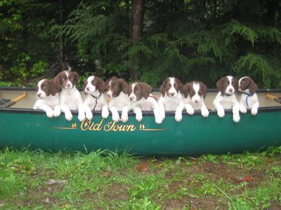 9 pups beached