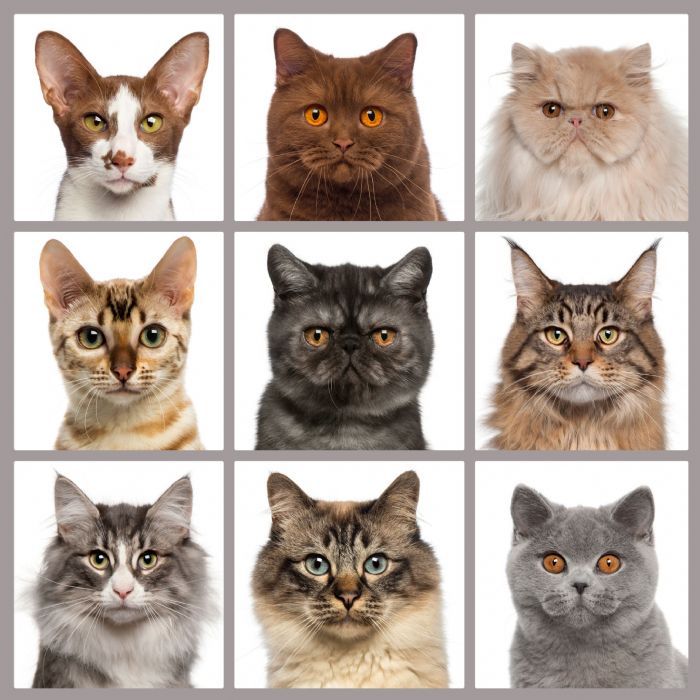 nine-cat-faces-28700-p[ekm]700x700[ekm].jpg