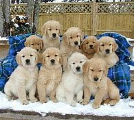 9 Puppers!