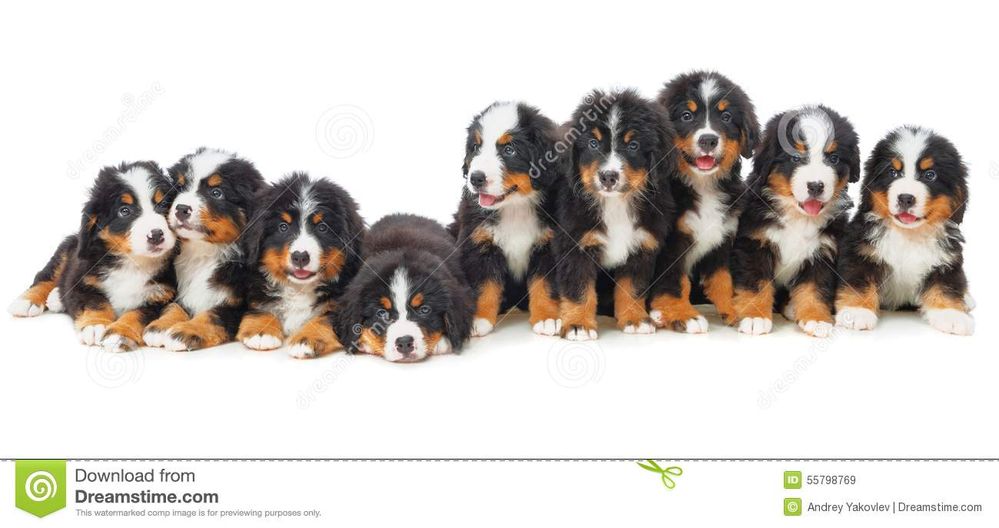 nine-puppies-bernese-mountain-dog-studio-white-background-55798769.jpg