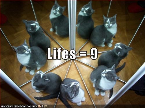 funny-pictures-cat-has-nine-lives.jpg