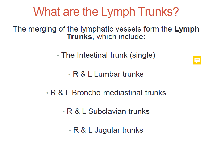 lymph trunks.png