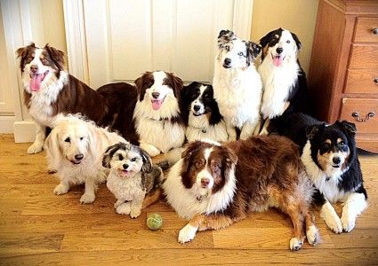 dog-pack-425x300.jpg