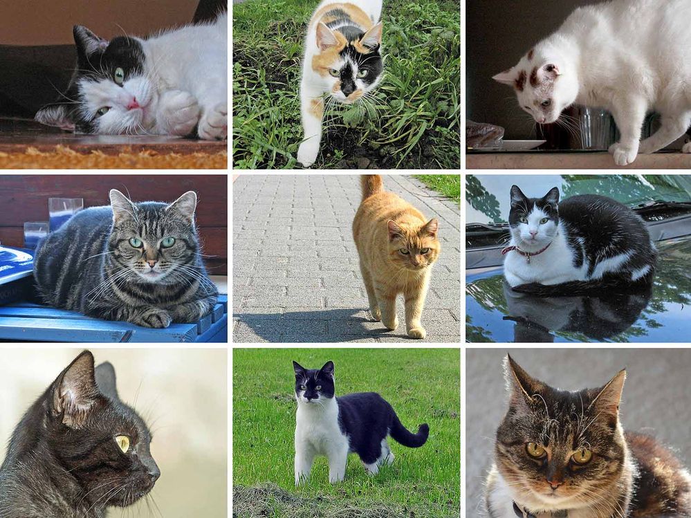 nine-cats.jpg