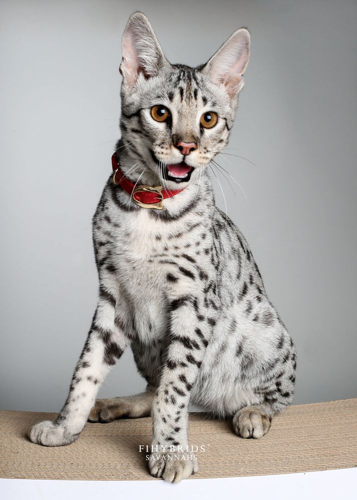 F1SavannahCat-7.jpg